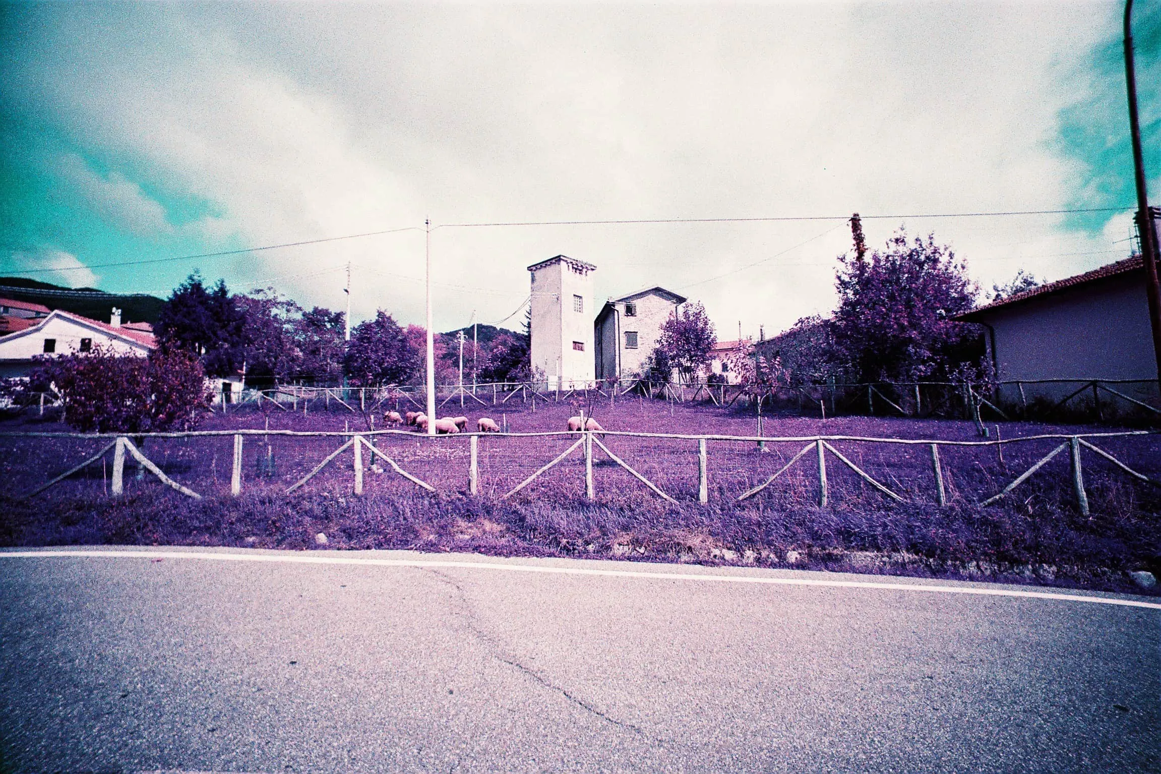 Lomo Purple film photograph of sheep behind a fence near a quiet roadside village.